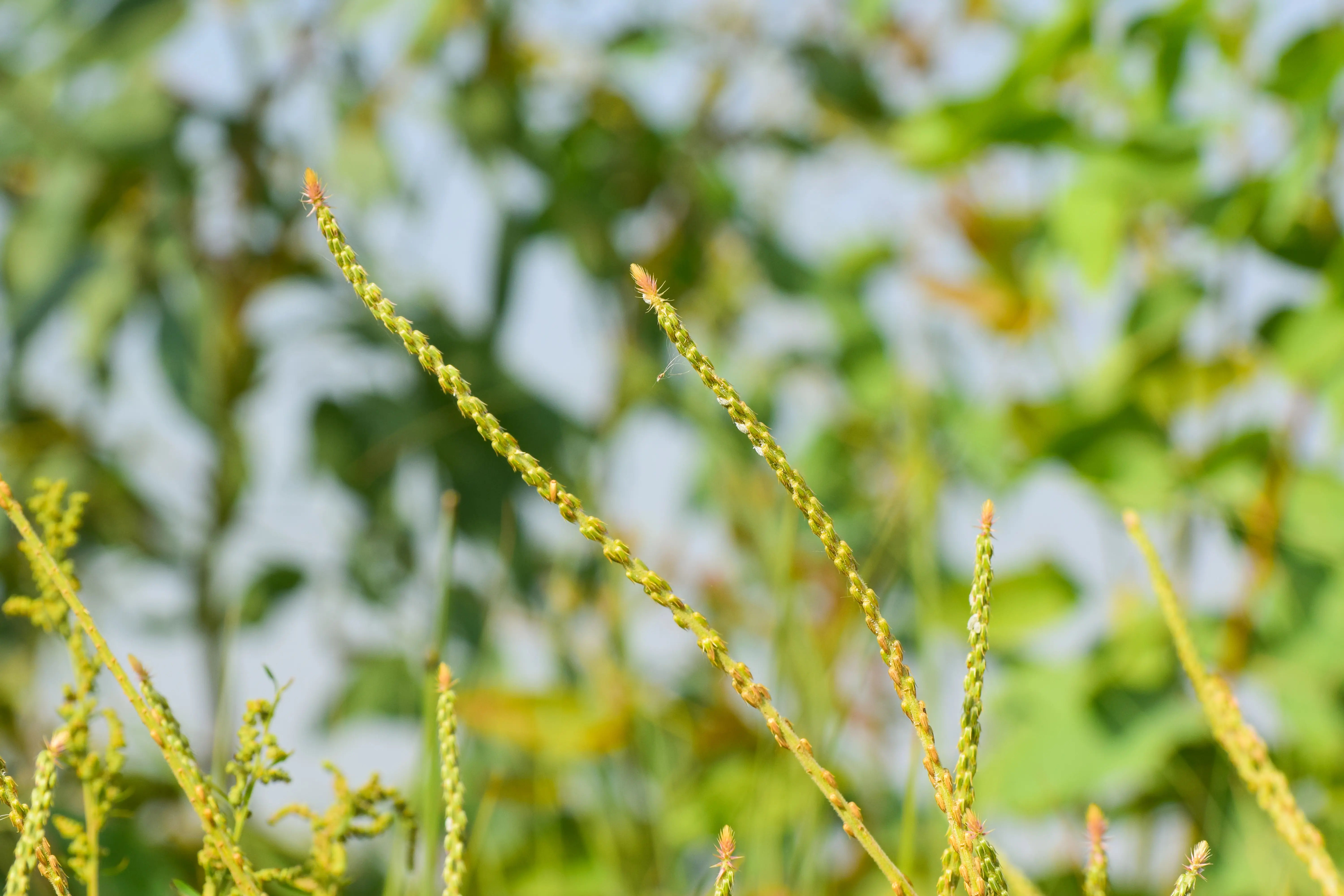 Achyranthes Aspera (Chaff Flower) Ayurvedic Uses and Benefits